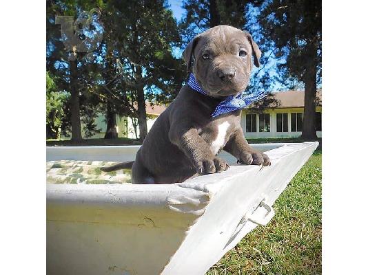 Pitbull